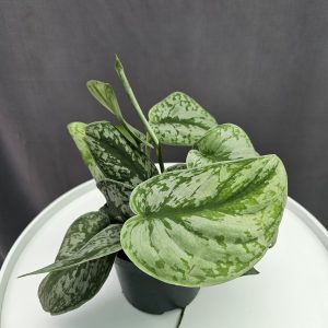 Scindapsus pictus ↑25cm ⊘12cm