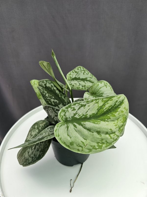 Scindapsus pictus ↑25cm ⊘12cm