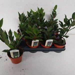 Laurus - Ehető babér ↑25cm ⊘11cm
