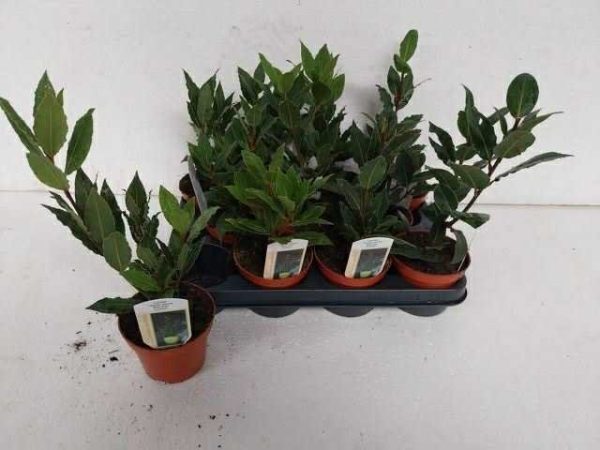 Laurus - Ehető babér ↑25cm ⊘11cm