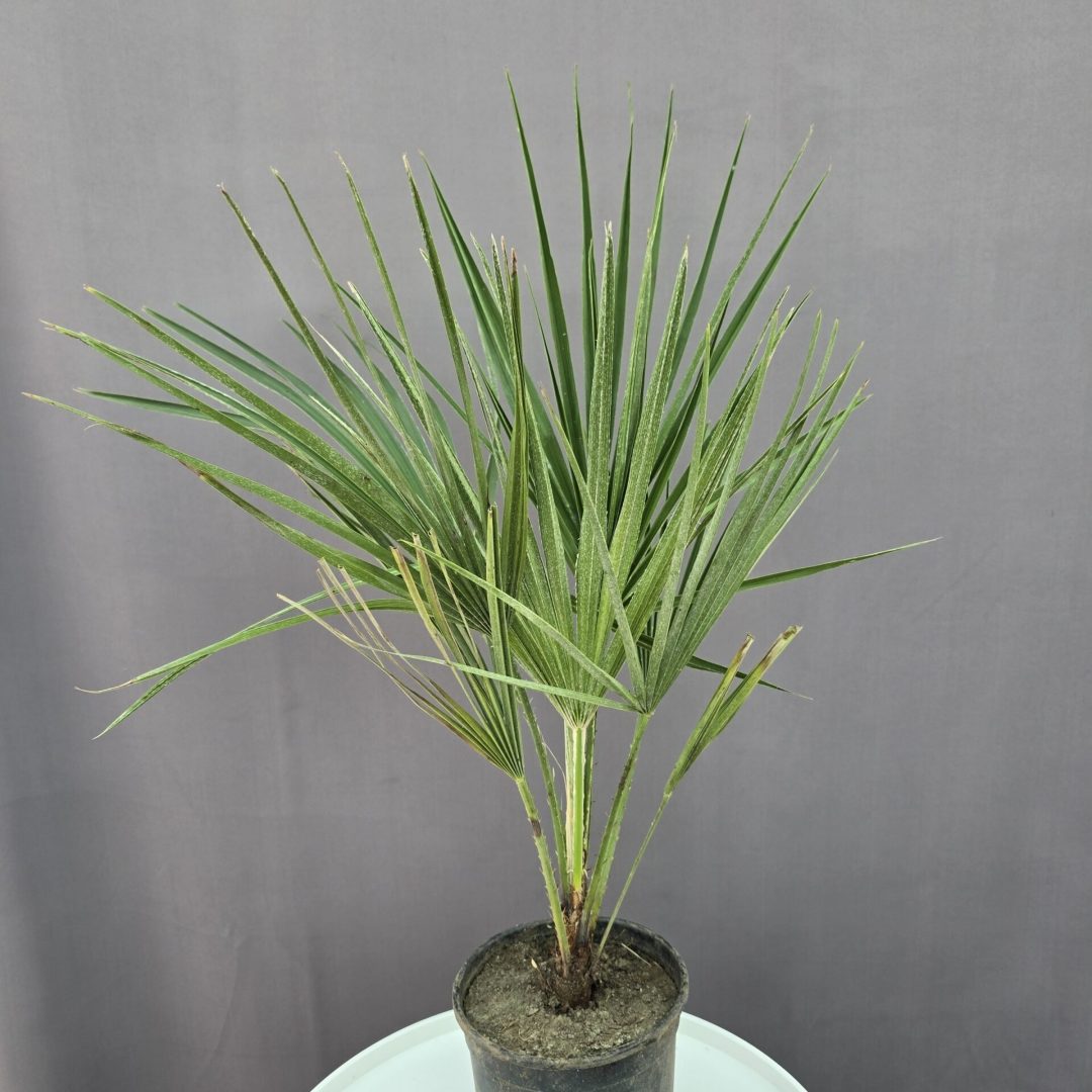 Chamaerops humilis - törpe lószőrpálma ↑40cm ⊘17cm