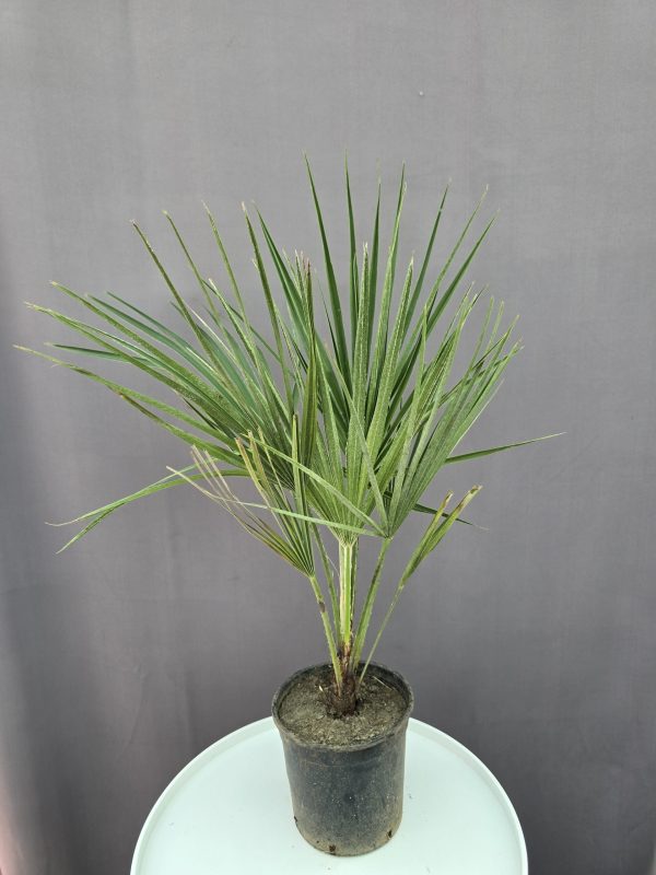 Chamaerops humilis - törpe lószőrpálma ↑40cm ⊘17cm