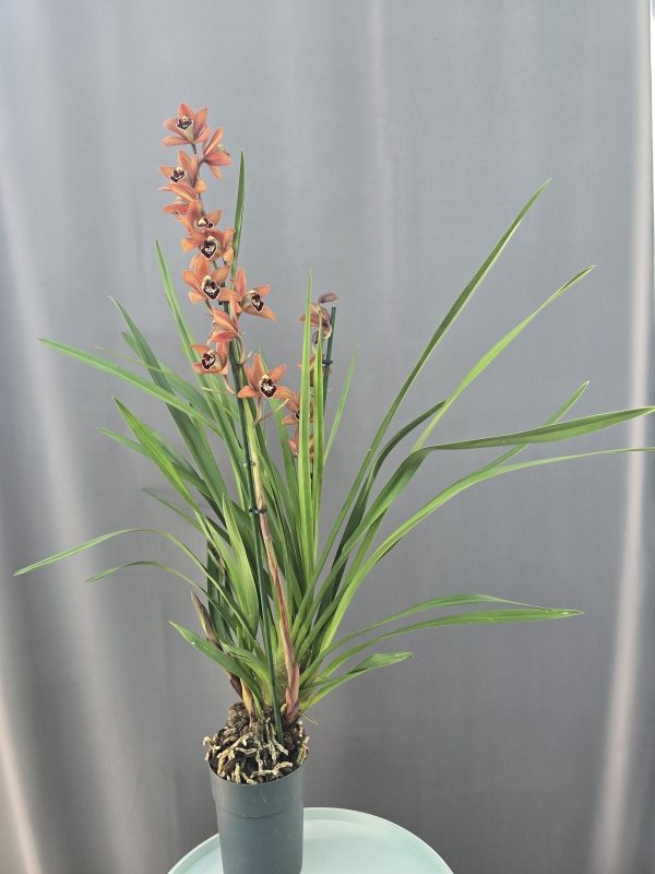 Cymbidium 2 ágas ↑85cm ⊘14cm - Image 2