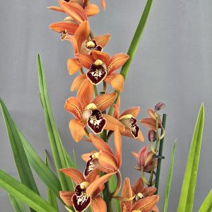 Cymbidium 2 ágas ↑85cm ⊘14cm