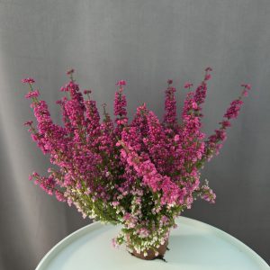 Erica gracilis ↑30cm ⊘12cm
