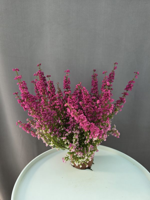 Erica gracilis ↑30cm ⊘12cm