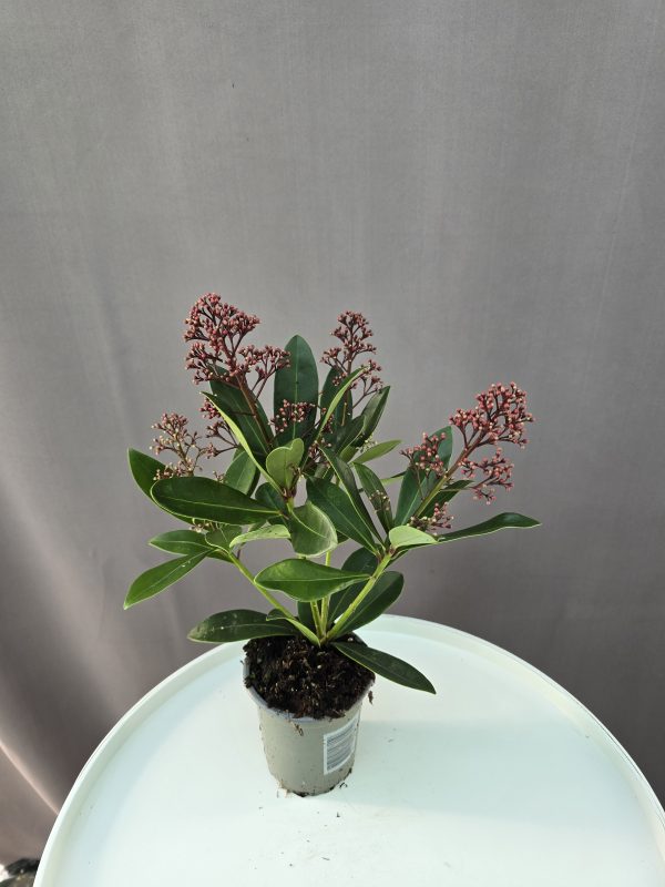 Skimmia ↑20cm ⊘9cm