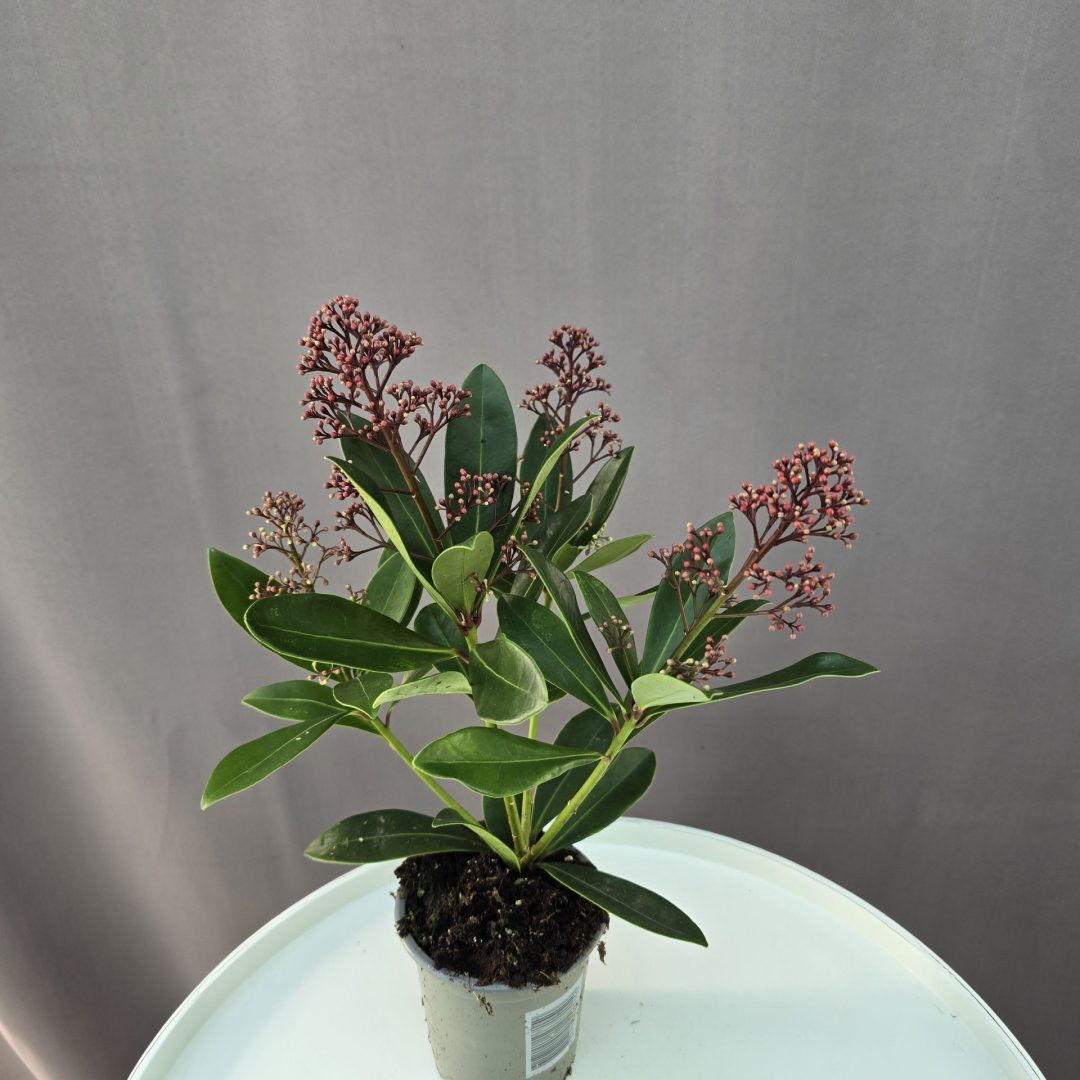 Skimmia ↑20cm ⊘9cm