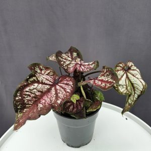 Caladium Xplosion ↑25cm ⊘12cm
