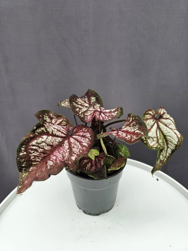 Caladium Xplosion ↑25cm ⊘12cm