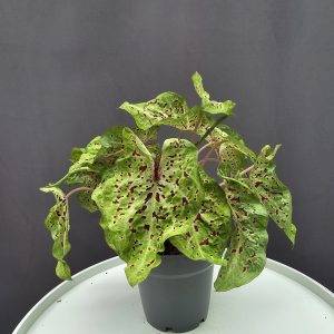 Caladium Miss Muffet ↑25cm ⊘12cm