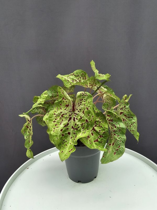 Caladium Miss Muffet ↑25cm ⊘12cm