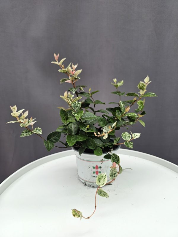 Trachelospermum Asiaticum Tricolor / Tarka levelű japán csillagjázmin ↑20cm ⊘10cm