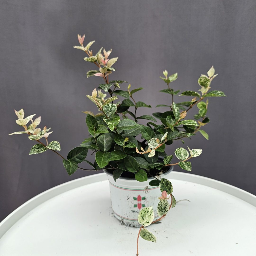 Trachelospermum Asiaticum Tricolor / Tarka levelű japán csillagjázmin ↑20cm ⊘10cm