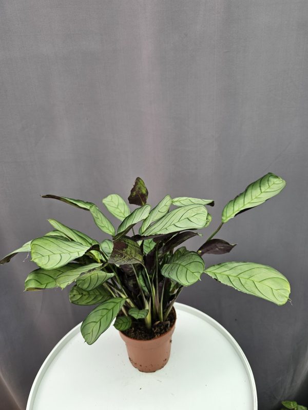 Ctenanthe amagris ↑25cm ⊘12cm