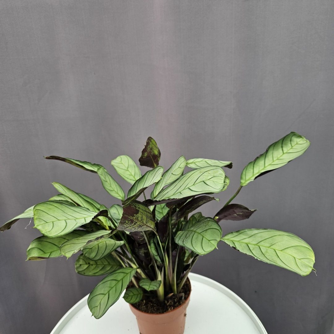 Ctenanthe amagris ↑25cm ⊘12cm