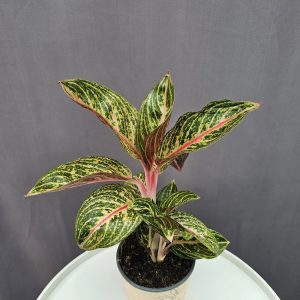 Agleonema Cocomelon ↑40cm ⊘12cm