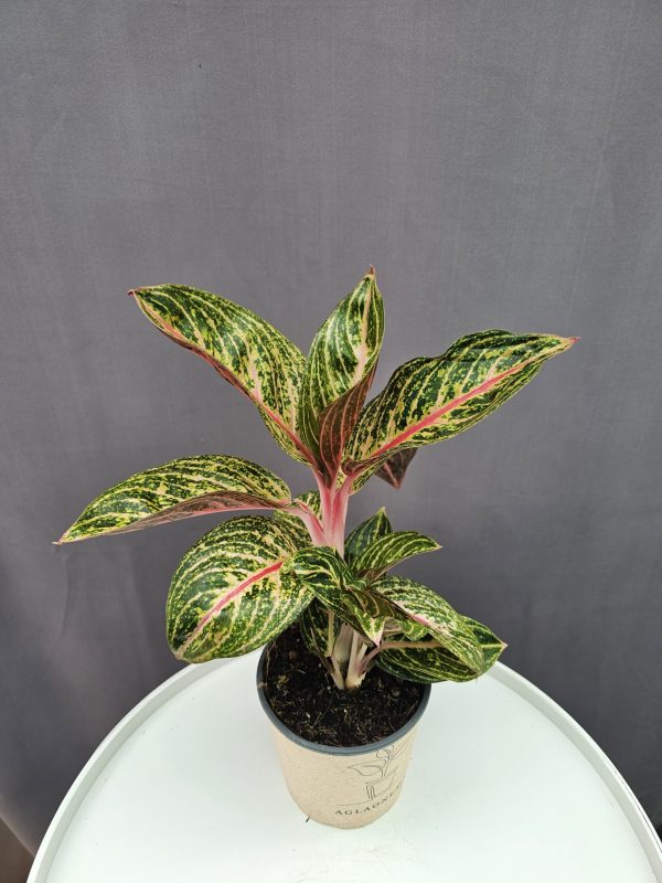 Agleonema Cocomelon ↑40cm ⊘12cm