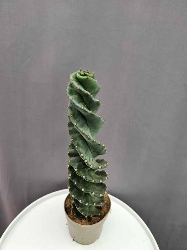 Cereus jamacaru 'Spiralis' ↑35cm ⊘12cm