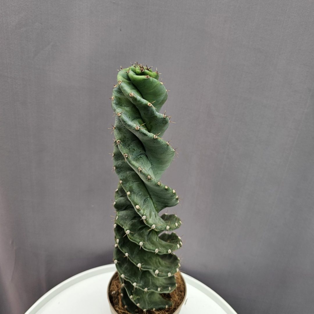 Cereus jamacaru 'Spiralis' ↑35cm ⊘12cm
