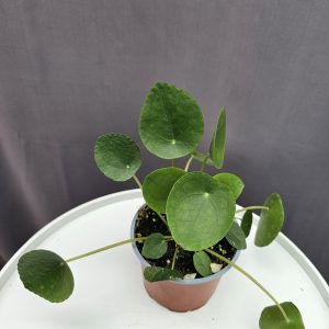 Pénzlevelű pilea ↑20cm ⊘12cm