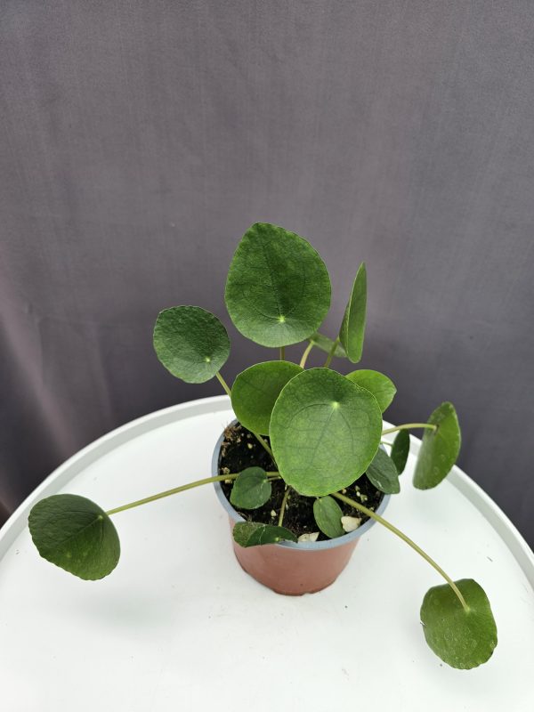 Pénzlevelű pilea ↑20cm ⊘12cm