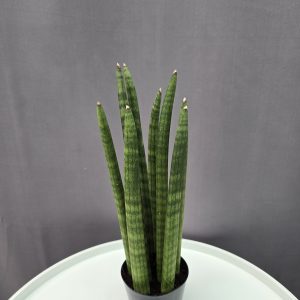 Sansaveria Cylindrica ↑30cm ⊘10cm