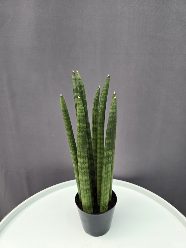 Sansaveria Cylindrica ↑30cm ⊘10cm
