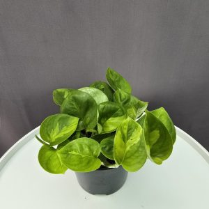 Epipremnum Global Green ↑20cm ⊘12cm