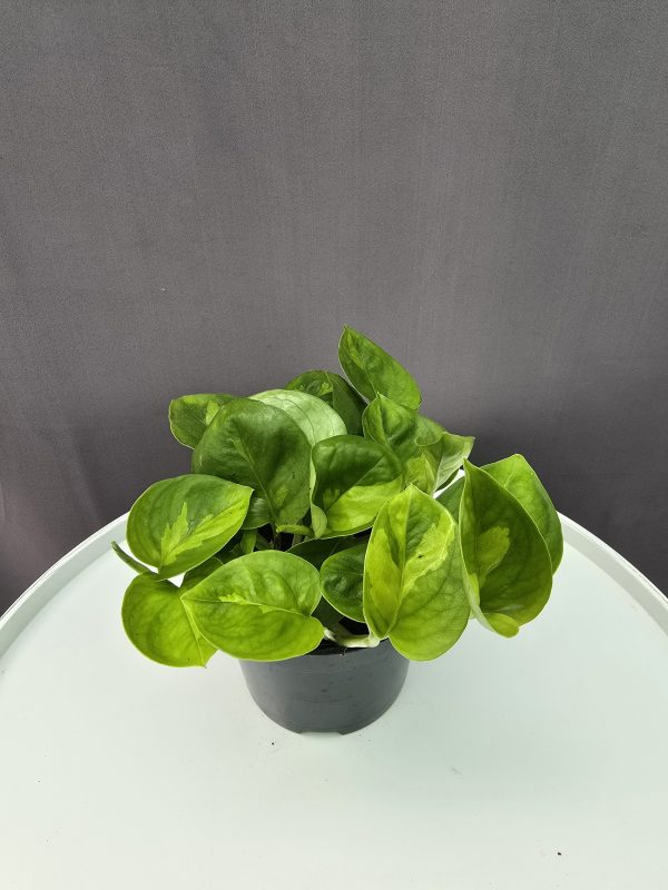 Epipremnum Global Green ↑20cm ⊘12cm