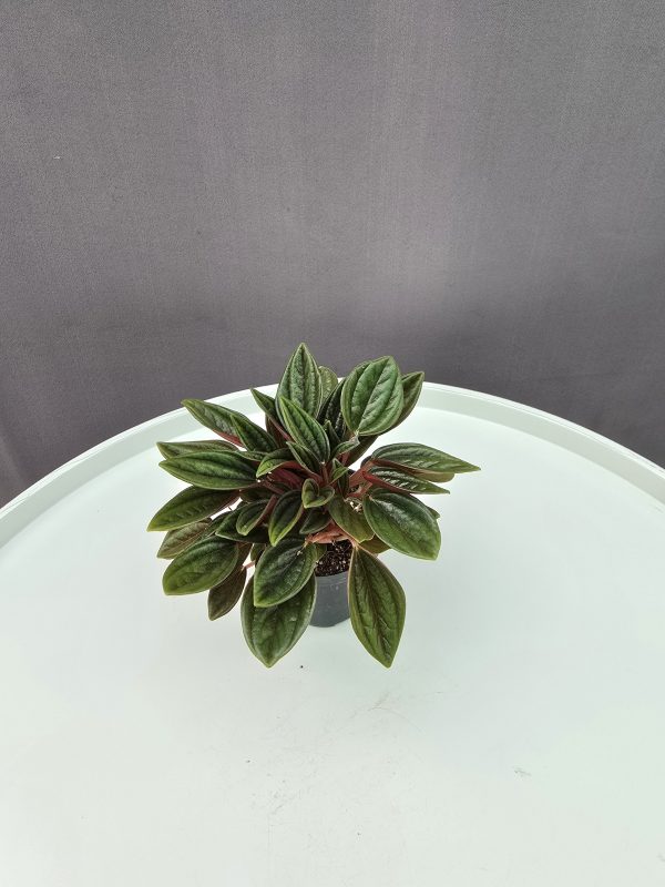 Peperomia Rosso ↑5cm ⊘10cm