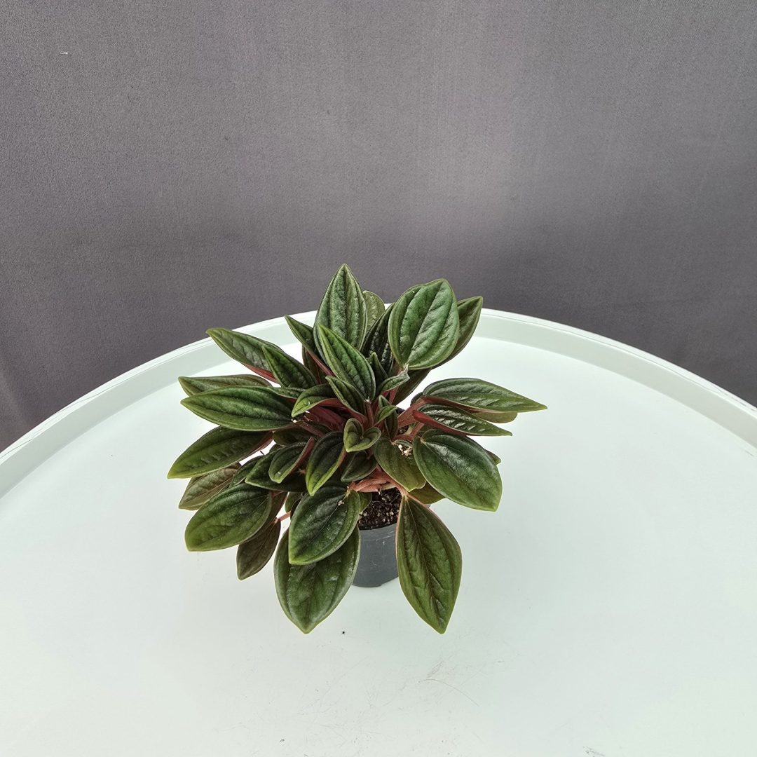 Peperomia Rosso ↑10cm ⊘5cm
