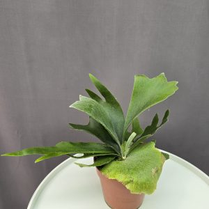 Szarvasagancs páfrány ↑20cm ⊘12cm