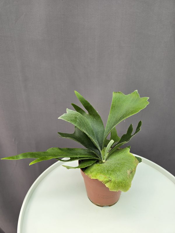 Szarvasagancs páfrány ↑20cm ⊘12cm