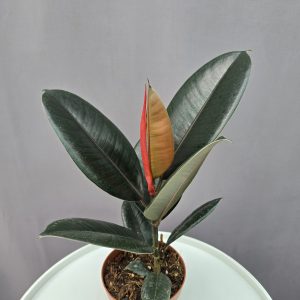 Ficus Abidjan ↑40cm ⊘12cm