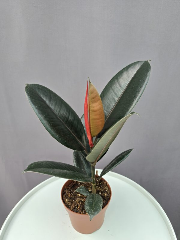 Ficus Abidjan ↑40cm ⊘12cm