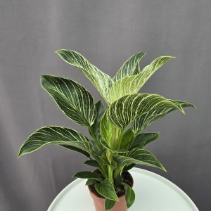 Philodendron Birkin ↑40cm ⊘12cm