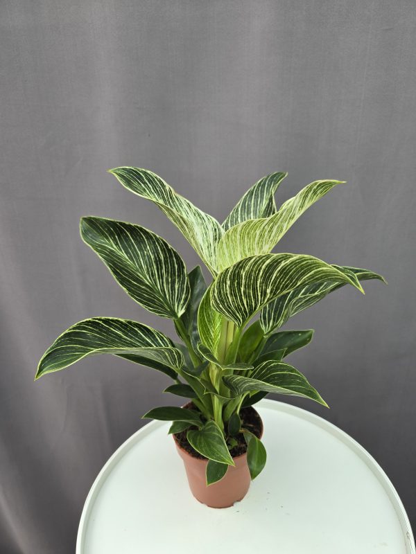 Philodendron Birkin ↑40cm ⊘12cm