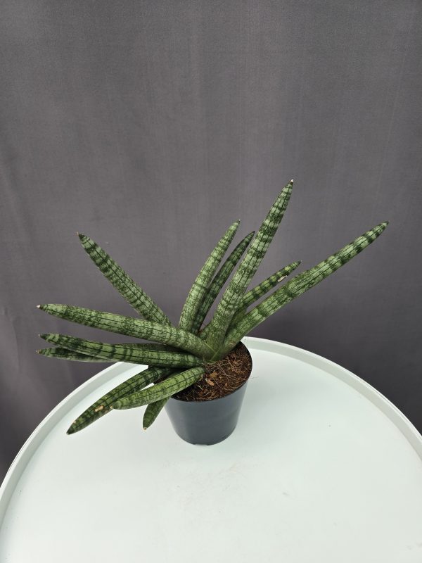 Sansevieria cylindrica Boncel ↑35cm ⊘12cm