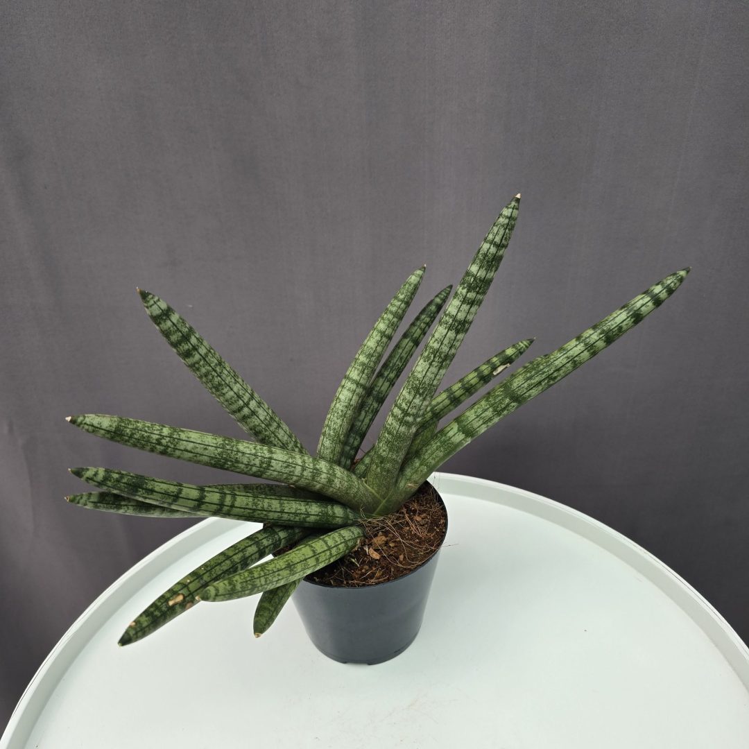 Sansevieria cylindrica Boncel ↑35cm ⊘12cm