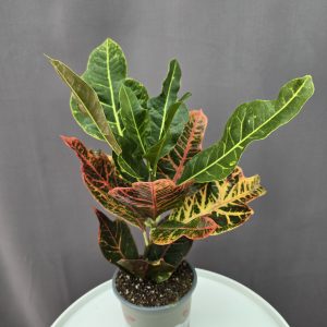Croton ↑40cm ⊘13cm