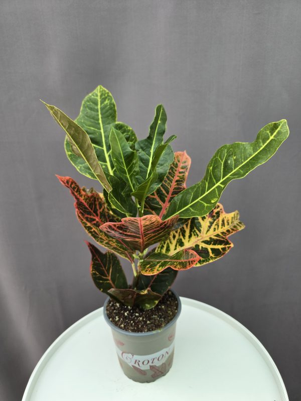 Croton ↑40cm ⊘13cm