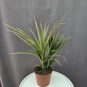 Dracaena combo (5 fajta) ↑45cm ⊘14cm