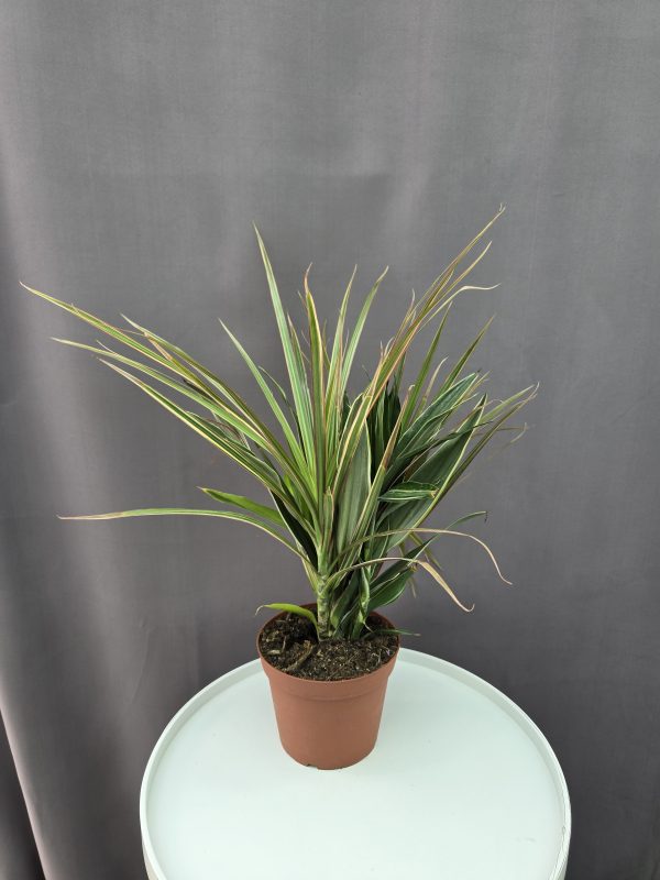 Dracaena combo (5 fajta) ↑45cm ⊘14cm