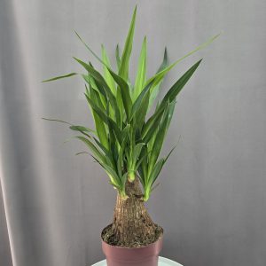 Yucca elephantipes ↑80cm ⊘19cm