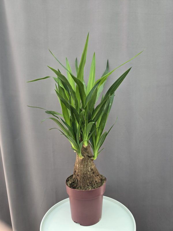 Yucca elephantipes ↑80cm ⊘19cm