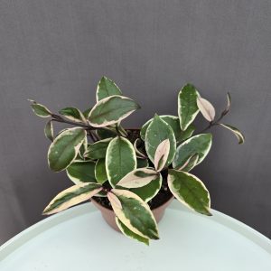 Hoya carnosa 'Tricolor Flamingo Dream' ↑20cm ⊘12cm