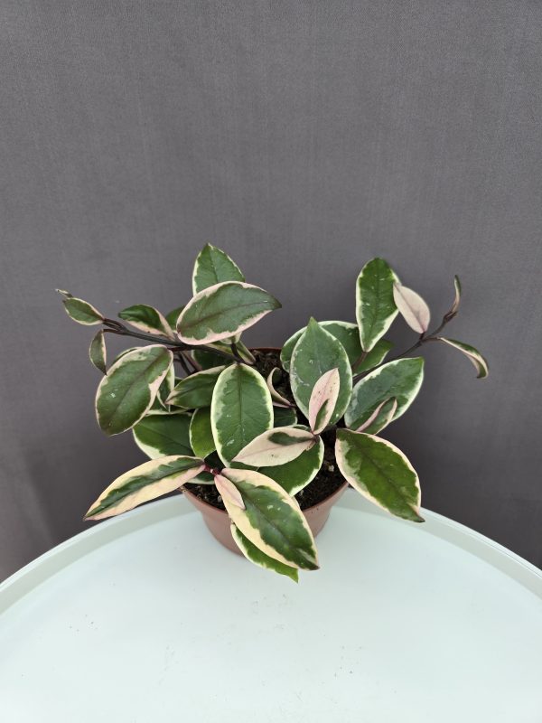 Hoya carnosa 'Tricolor Flamingo Dream' ↑20cm ⊘12cm
