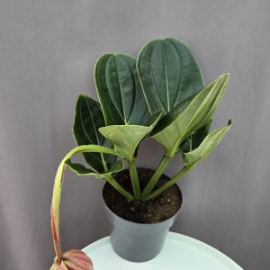 Medinilla ↑40cm ⊘17cm