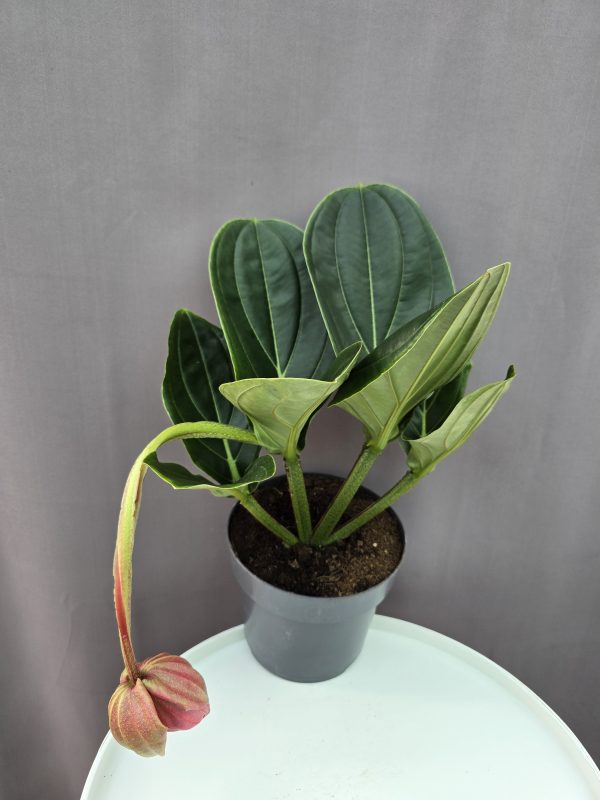 Medinilla ↑40cm ⊘17cm